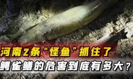 鳄雀鳝最新爆料,揭秘其神秘生活与潜在威胁
