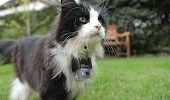 密语绒猫和平精英最新爆料,和平精英全新内容即将揭晓！